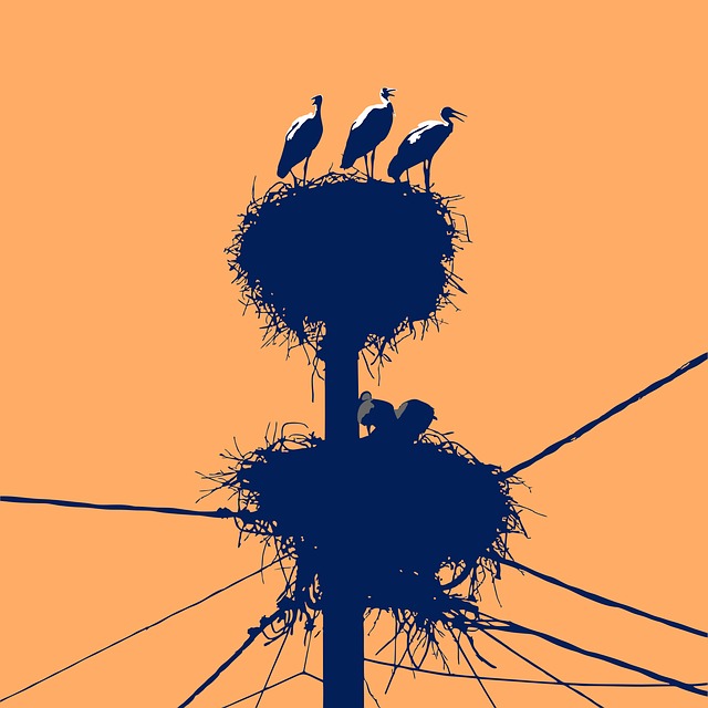 Free young storks sunset silhouette illustration