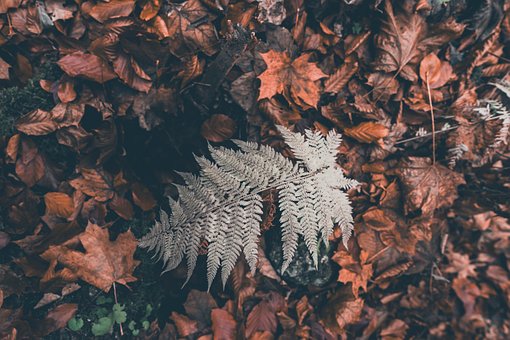 Free Leaves Autumn photo and picture