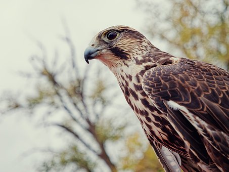 Falke, Vogel, Natur, Schnabel, Federn