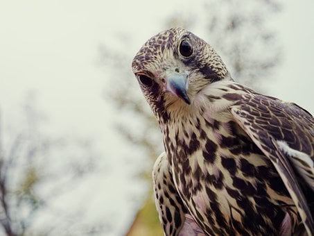 Falke, Vogel, Natur, Schnabel, Federn