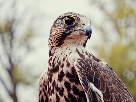 Falke, Vogel, Natur, Schnabel, Federn