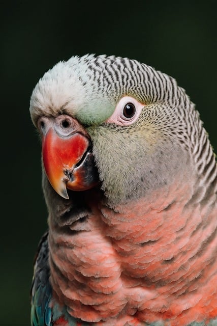 Papagei, Vogel, Sittich, Porträt