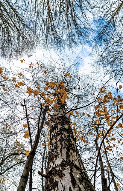 Free Autumn Leaves photo and picture