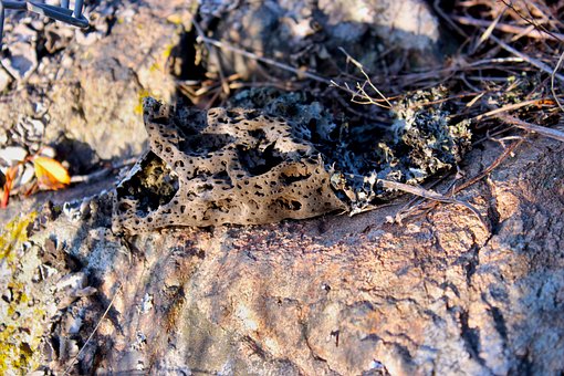 Lava, Mos, Natur, Skov, Landskab, Morgen