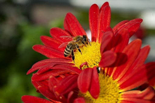Free Autumn Chrysanthemum Nature photo and picture