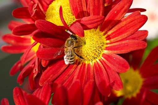 Free Autumn Chrysanthemum Nature photo and picture
