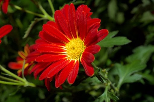 Free Autumn Chrysanthemum Nature photo and picture