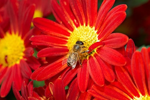 Free Autumn Chrysanthemum Flower Background photo and picture