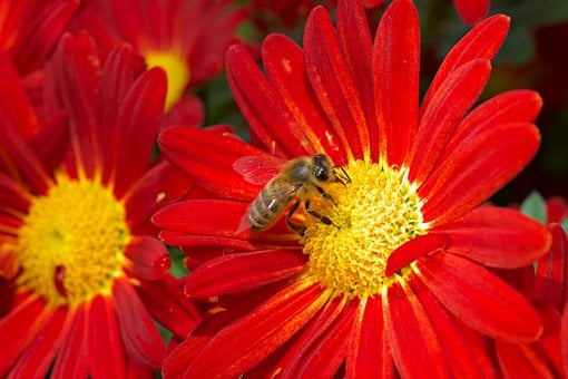 Free Autumn Chrysanthemum Nature photo and picture