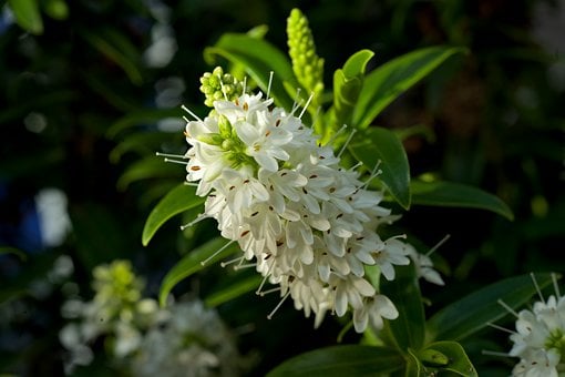 Free Blossom Flower Background photo and picture