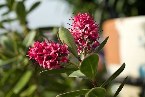 Free Nature Plant photo and picture