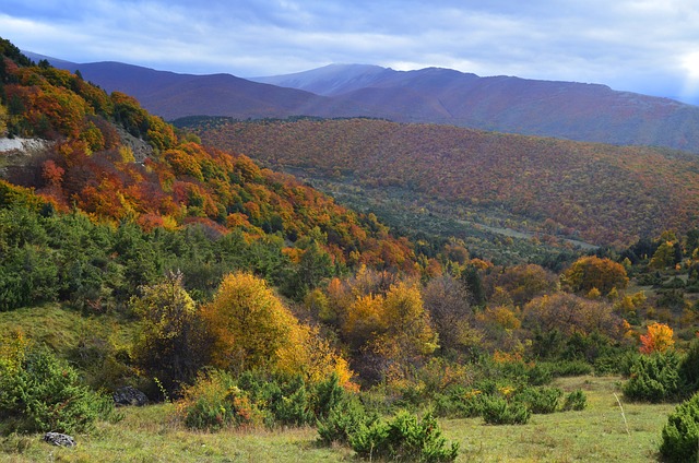 Wald, Natur, Bäume, Laub, Herbst
