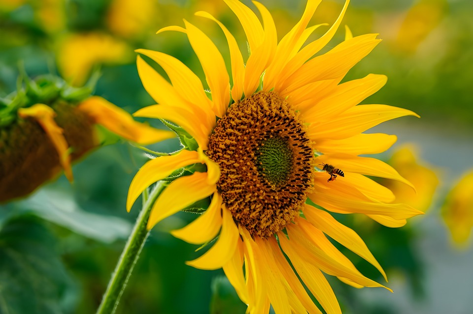 Sunflower Flower Nature - Free photo on Pixabay