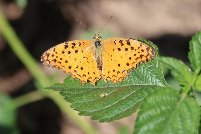 Free Butterfly Leaf photo and picture