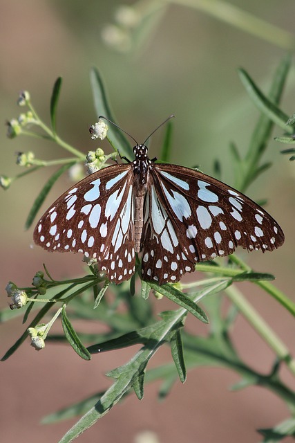 Free Butterfly Nature photo and picture