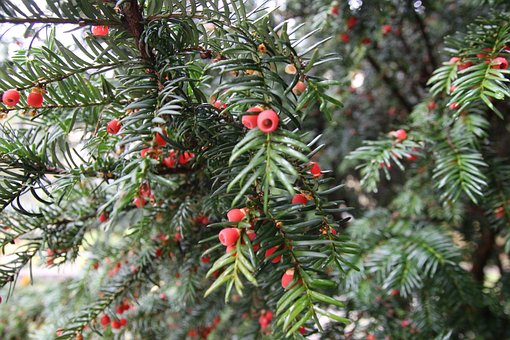 Free Yew Needles photo and picture