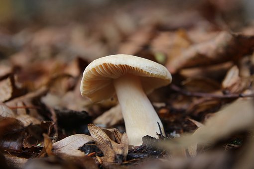 Free Mushroom Forest photo and picture