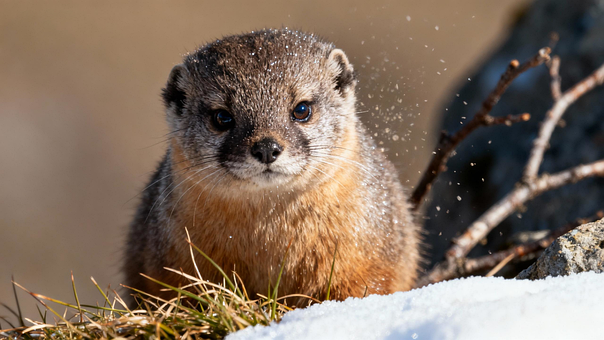 Suricata, Fauna Invernal