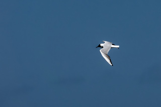 Gaviota, Ave, Naturaleza, Ornitología