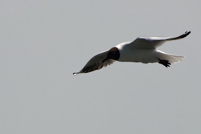 Gaviota, Pájaro, Volando, Naturaleza