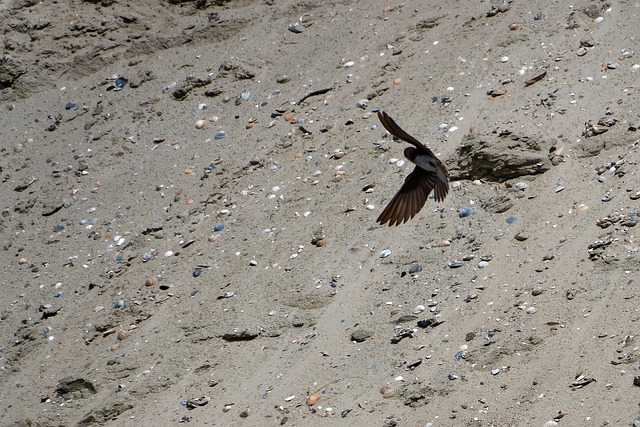 Golondrina, Pájaro, Naturaleza