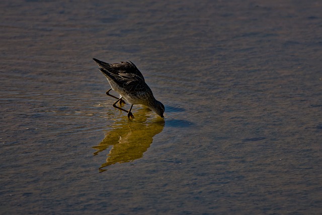 Orilla, Pájaro, Reflejo, Ave Acuática