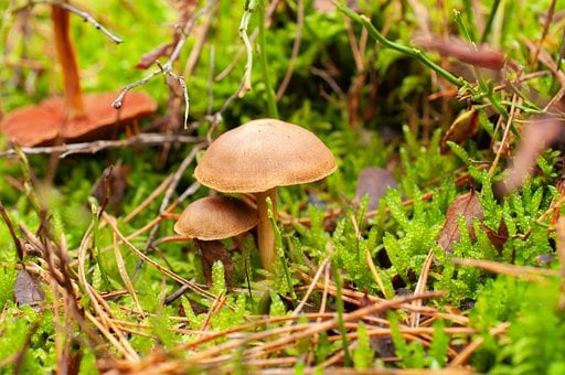 Free Mushroom Forest photo and picture