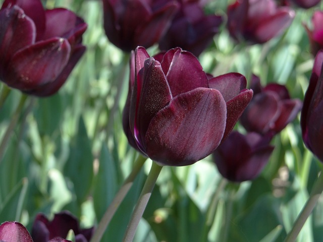 Free Tulips Nature photo and picture