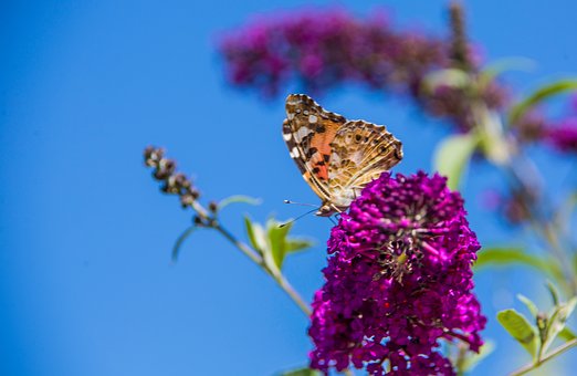Sommerfugl, Insekt, Natur, Dyreliv