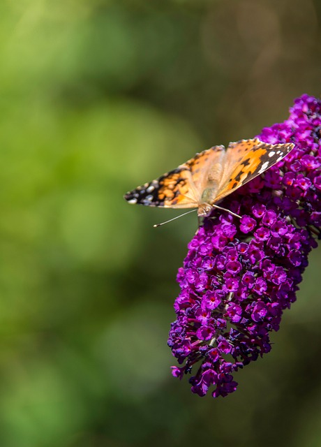 Sommerfugl, Insekt, Natur, Dyreliv