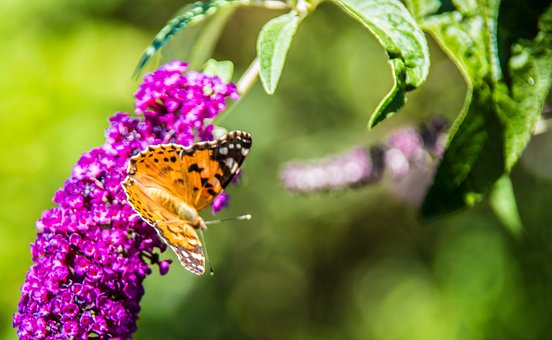 Sommerfugl, Insekt, Natur, Dyreliv