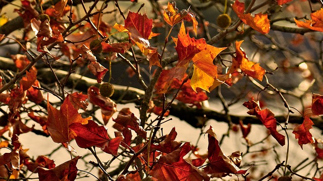 Free Autumn Leaves photo and picture