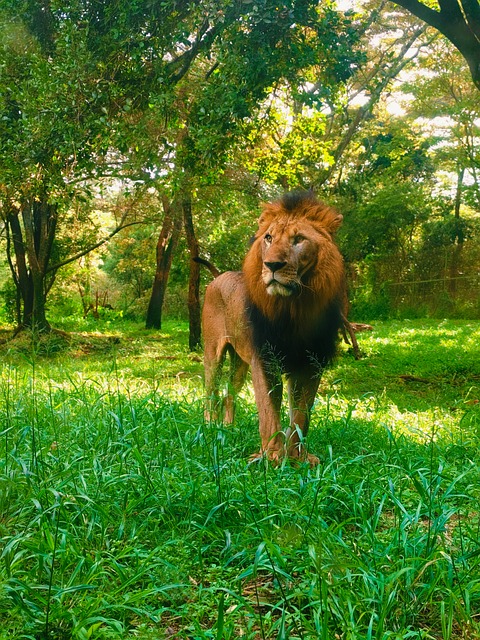 Free Lion Wilderness photo and picture