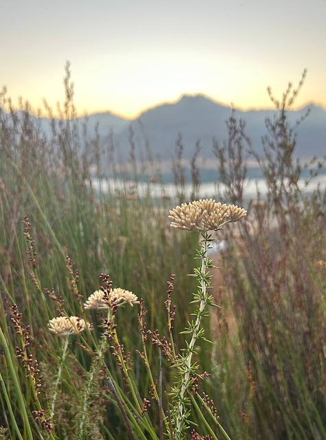 Free Grasses Fynbos photo and picture