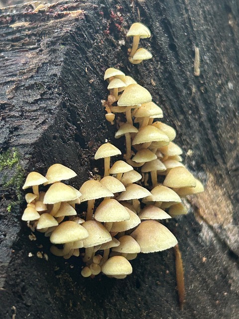 Free Mushrooms Colony photo and picture