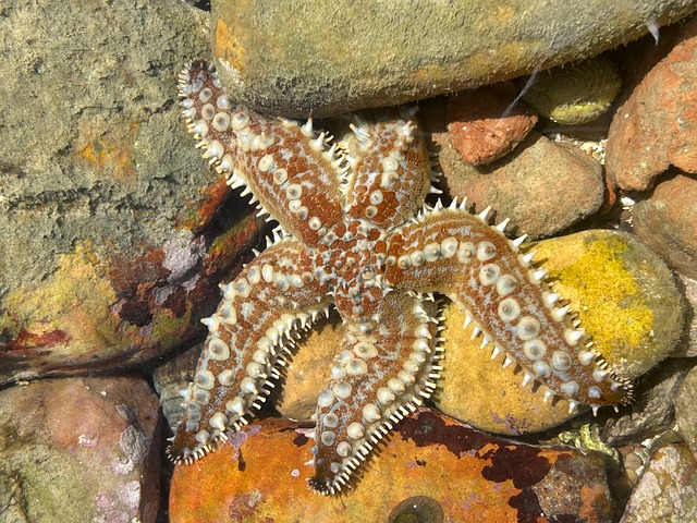 Free Ocean Life Seastar photo and picture