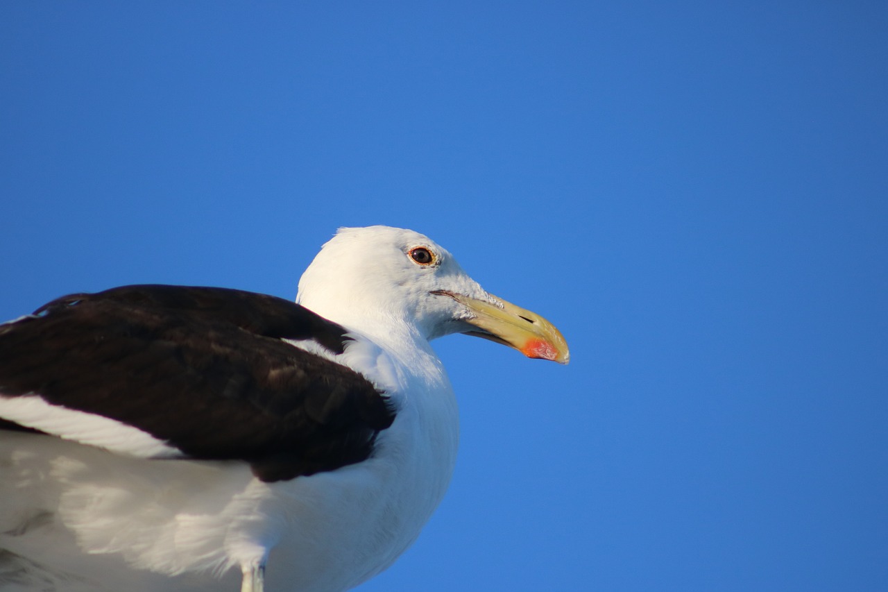 Free Sky Bird photo and picture