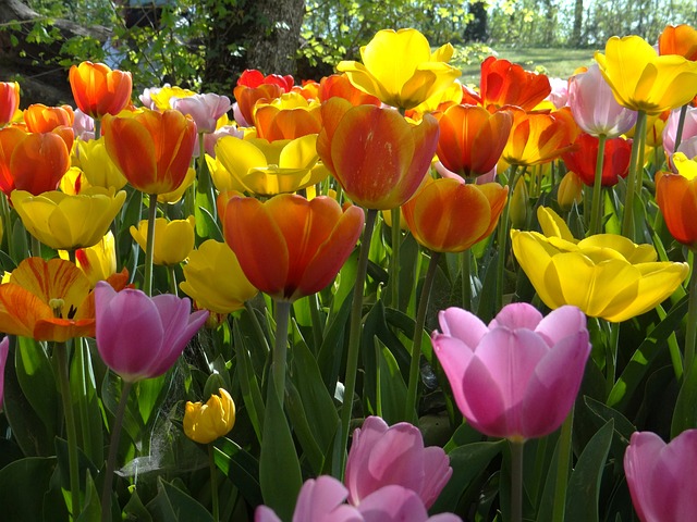 Free Tulip Colorful Tulips photo and picture