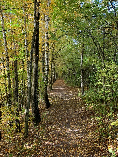 Free Forest Trees photo and picture