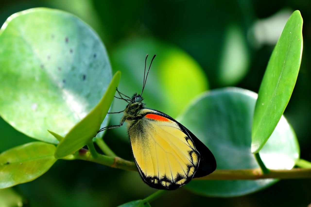 Butterfly - free online jigsaw puzzle photo