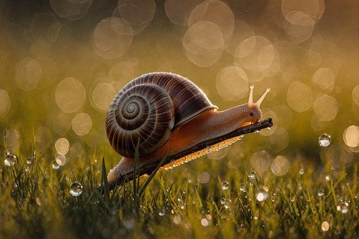 Schnecke, Natur, Makro, Tau
