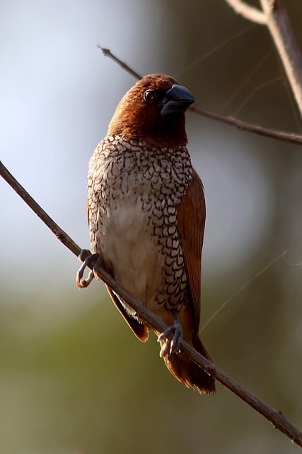 Free Bird Nature photo and picture