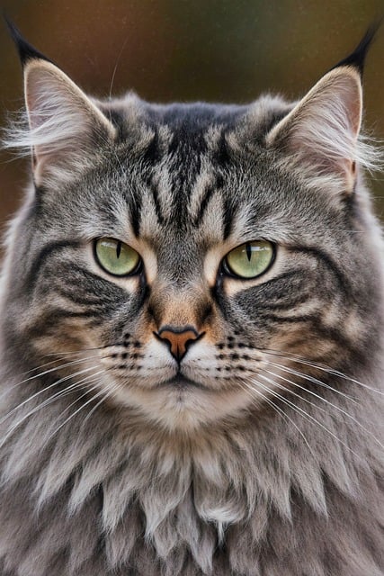 Katze, Katzen, Tier, Haustier, Natur