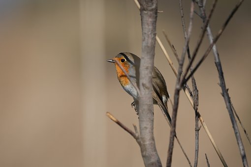 Pássaro, Matagal, Natureza, Tordo