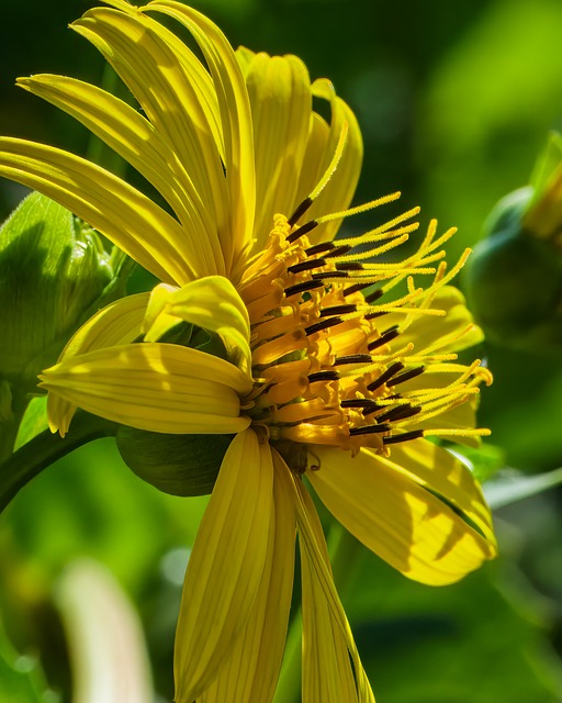 Free Mixed Silphie Cup Plant photo and picture