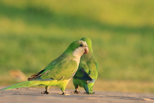 Free Bird Wildlife photo and picture
