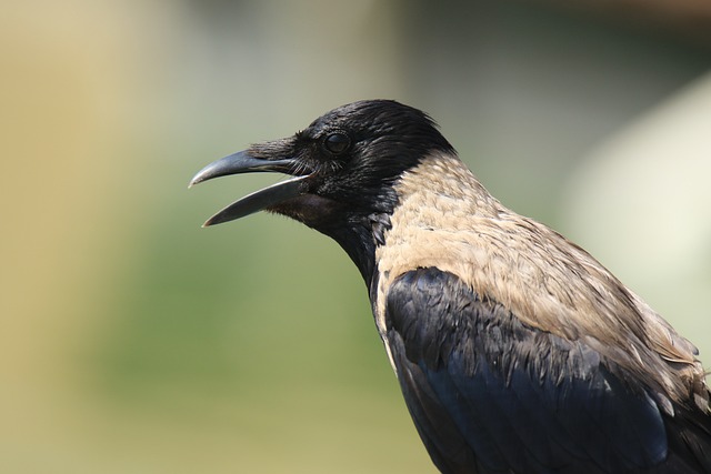 Free Bird Animal photo and picture