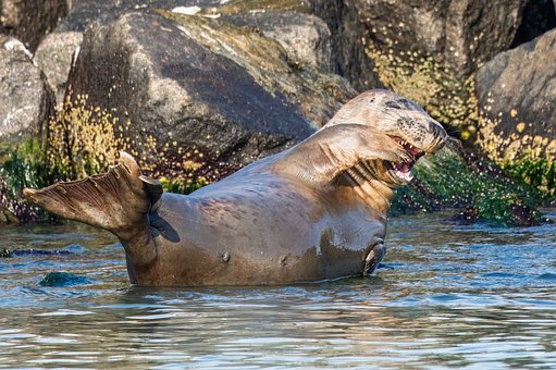 Free Seal Marine Mammals photo and picture