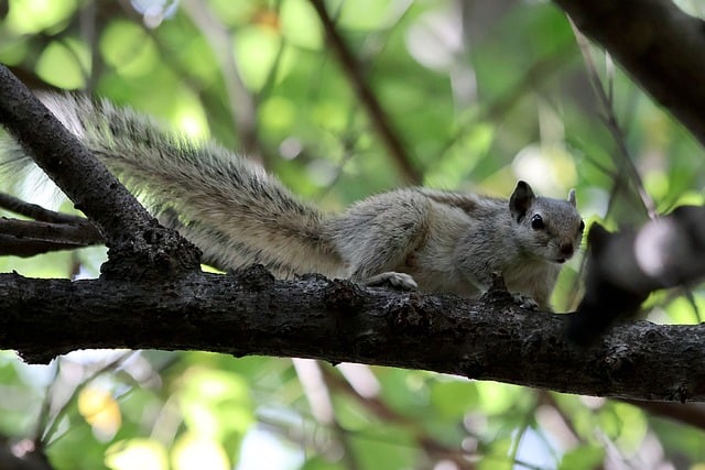 Free Squirrel Nature photo and picture