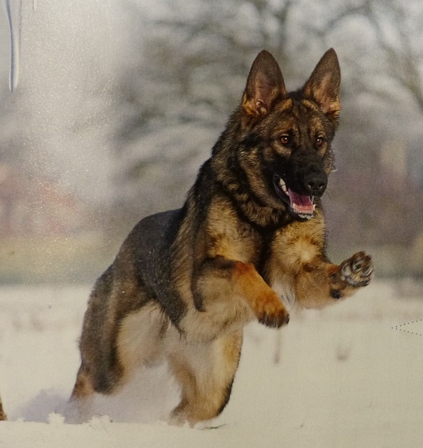 Free German Shepherd Jumping photo and picture